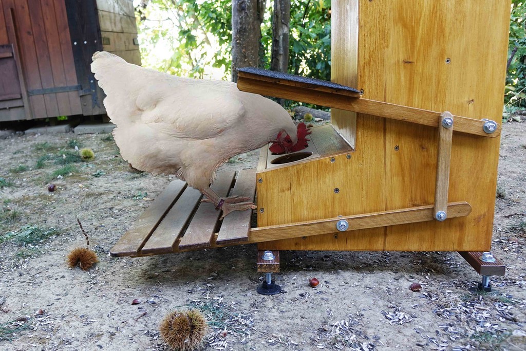 Mangeoire automatique pour poules